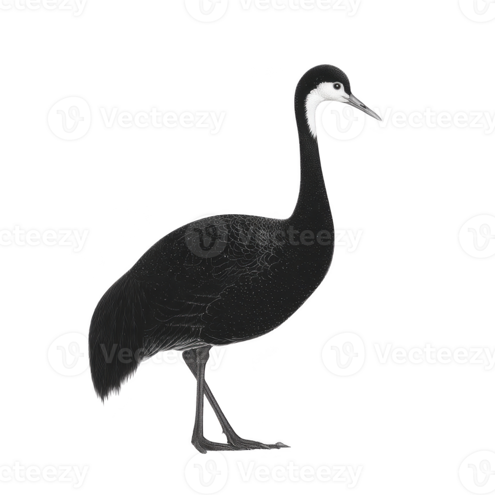 Graceful black and white crane stands elegantly, showcasing its long neck and slender legs against plain background. bird poised posture and detailed plumage highlight its natural beauty png