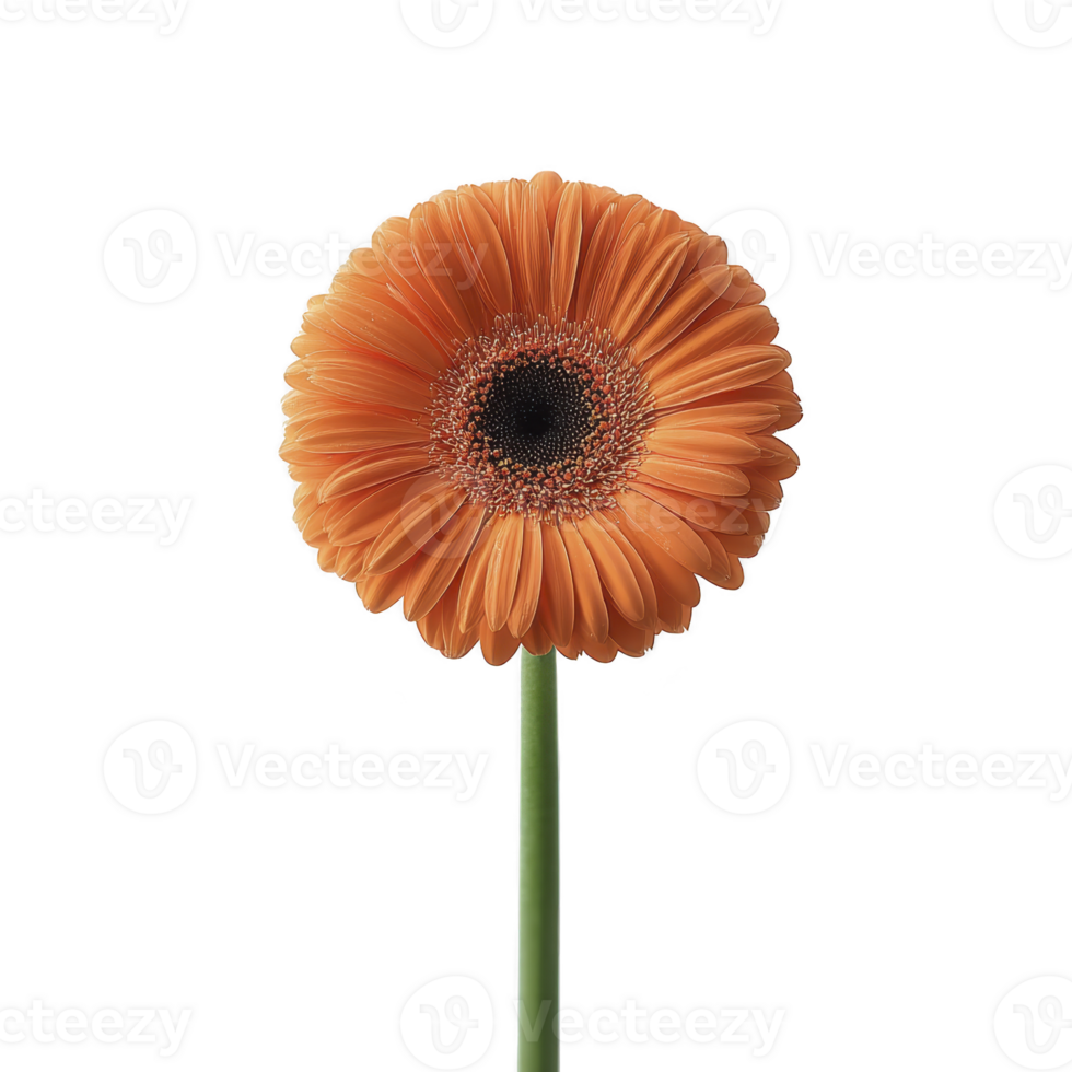 Vibrant orange gerbera daisy with green stem stands against plain background, showcasing its detailed petals and dark center. flower exudes sense of freshness and simplicity png
