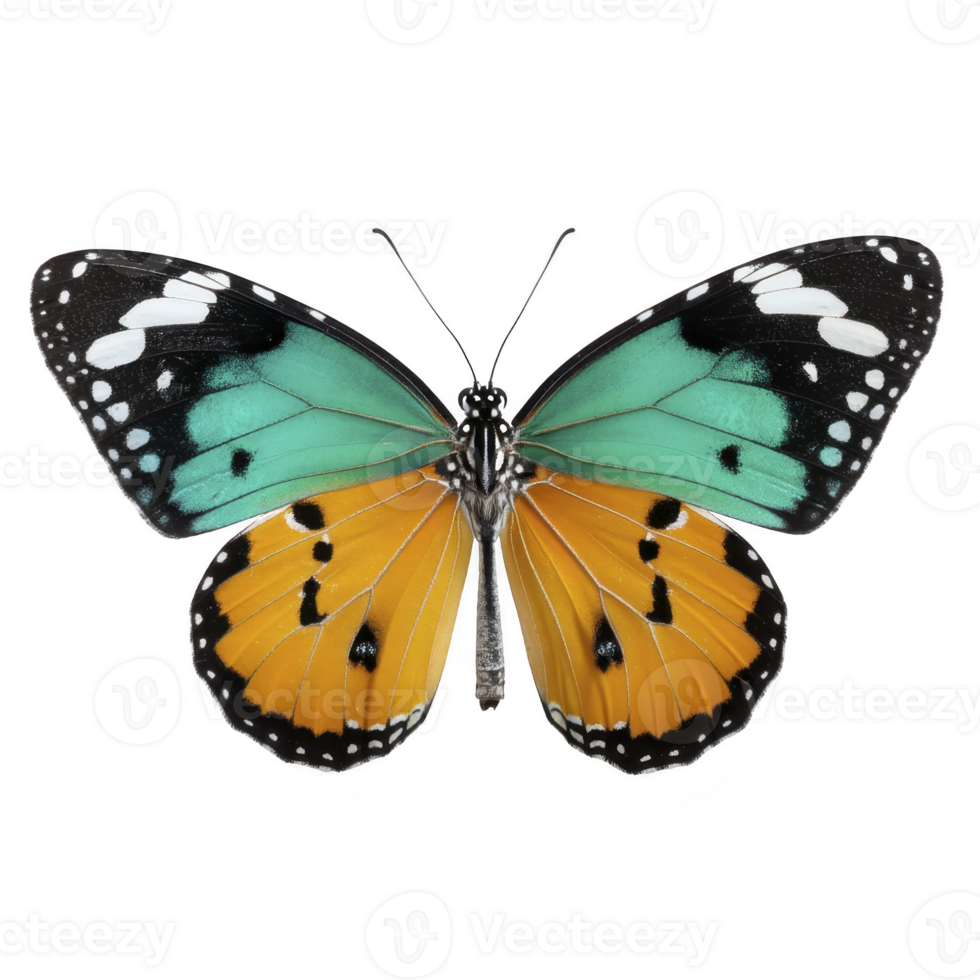 Vibrant butterfly with striking orange and teal wings, featuring black and white patterns, is displayed on transparency background. intricate details and vivid colors create captivating visual png