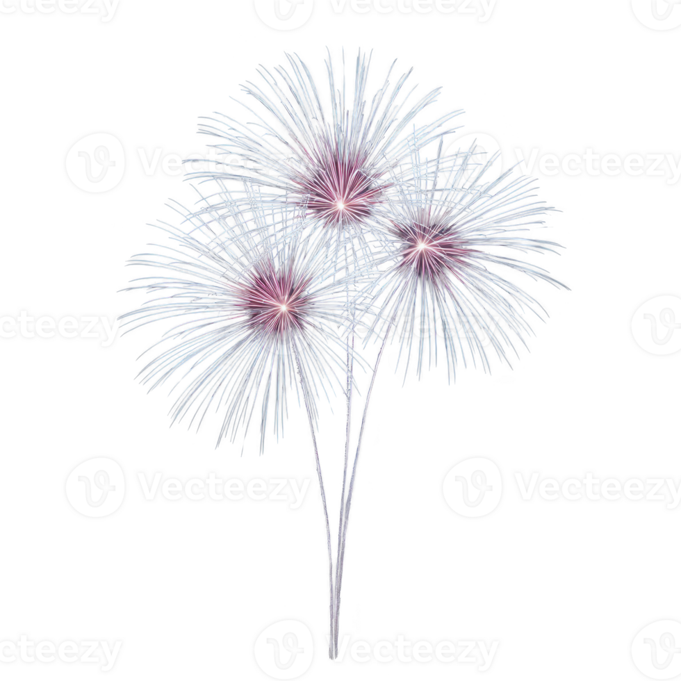 Three vibrant fireworks burst against dark sky, creating dazzling display of light and color. fireworks feature intricate patterns with bright pink centers and radiating white streaks png