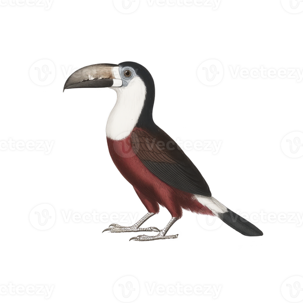 Colorful toucan with large beak and vibrant plumage stands gracefully, showcasing its unique features. bird striking appearance is highlighted by its contrasting colors png