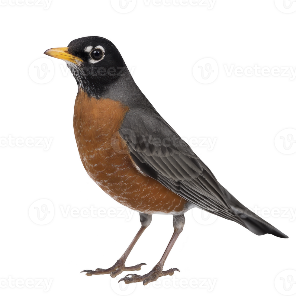 Vibrant American robin with striking orange breast and dark gray wings stands gracefully, showcasing its distinctive features. bird alert posture and bright eye convey sense of curiosity png