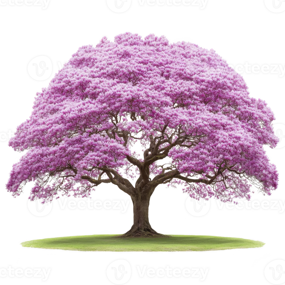 Large, vibrant pink flowering tree stands alone on patch of green grass, showcasing its full bloom and lush foliage. tree branches spread wide, creating symmetrical and picturesque canopy png