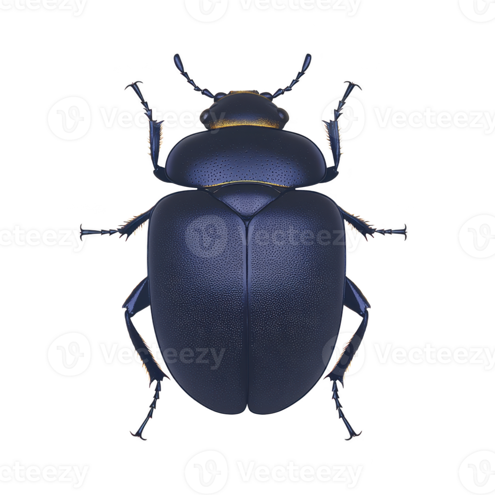 Detailed illustration of blue beetle with shiny exoskeleton, showcasing its intricate body structure and legs. beetle is centered transparency background, highlighting its vibrant color png