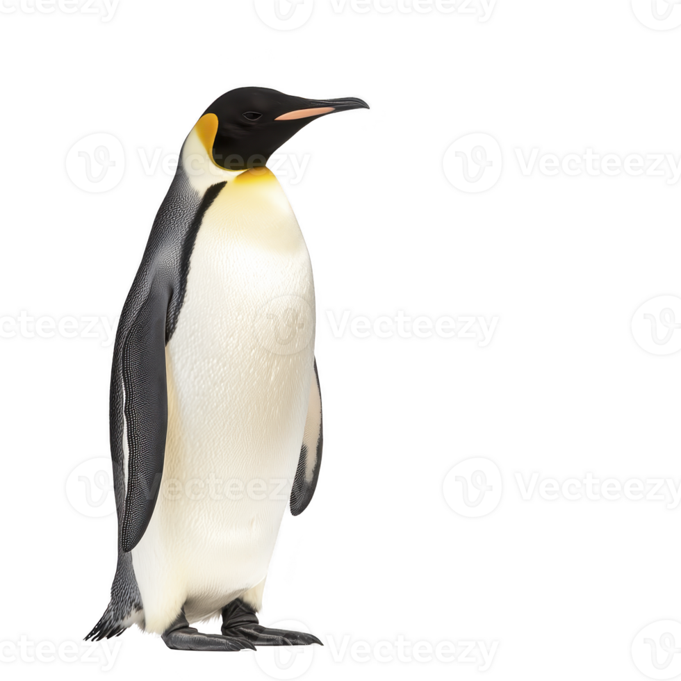 Majestic emperor penguin stands upright, showcasing its distinctive black and white plumage with hint of yellow its neck. penguin sleek body and flippers are adapted for swimming cold Antarctic png