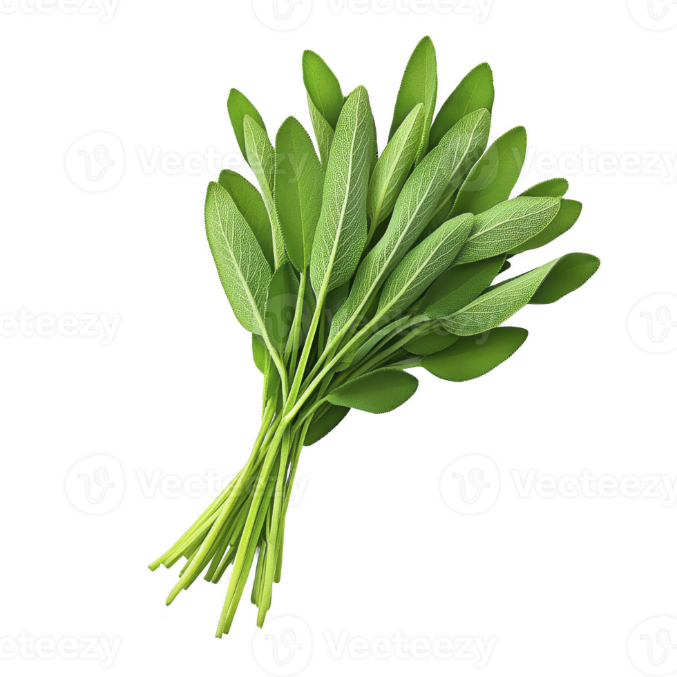 Fresh bundle of green sage leaves with vibrant color and detailed texture, perfect for culinary use or herbal remedies. leaves are arranged neatly, showcasing their natural beauty png