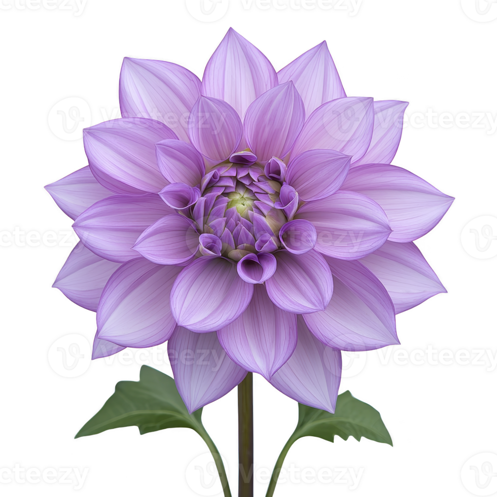 Vibrant purple dahlia flower with lush green leaves, showcasing intricate petal details and soft gradient of colors, creating sense of natural beauty and elegance png