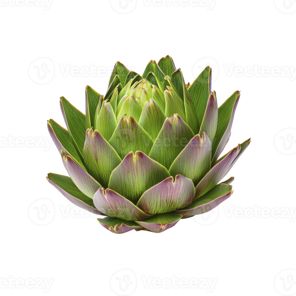 Vibrant green artichoke with purple tips is displayed against transparency background, showcasing its layered petals and natural texture. image highlights artichoke fresh and organic appearance png