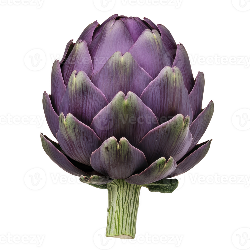 Vibrant purple artichoke with layered petals and green stem, showcasing its natural beauty and intricate texture. artichoke is isolated on transparency background png