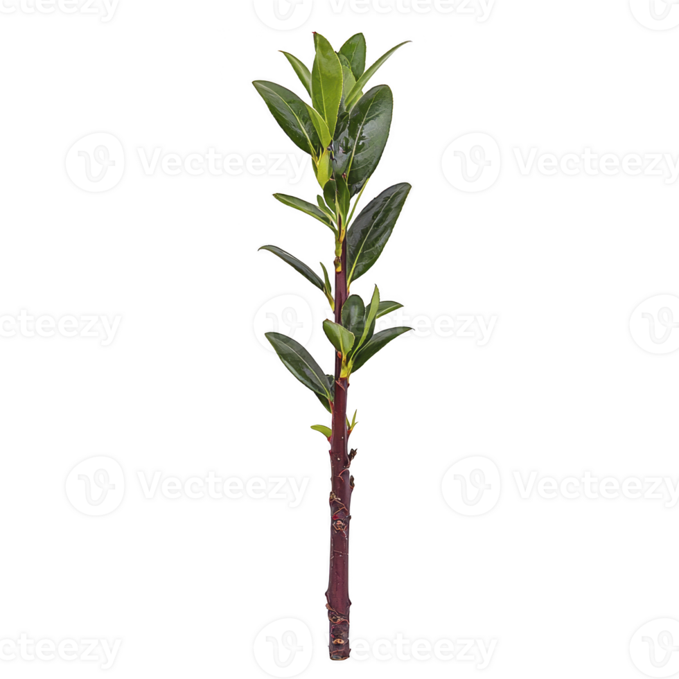 Single green plant stem with glossy leaves stands upright against plain background, showcasing its vibrant foliage and natural beauty png