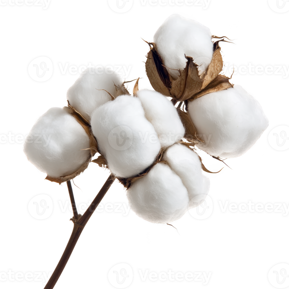Branch of fluffy white cotton bolls on brown stem, showcasing natural texture and softness. cotton appears fresh and ready for harvest, symbolizing purity and comfort png