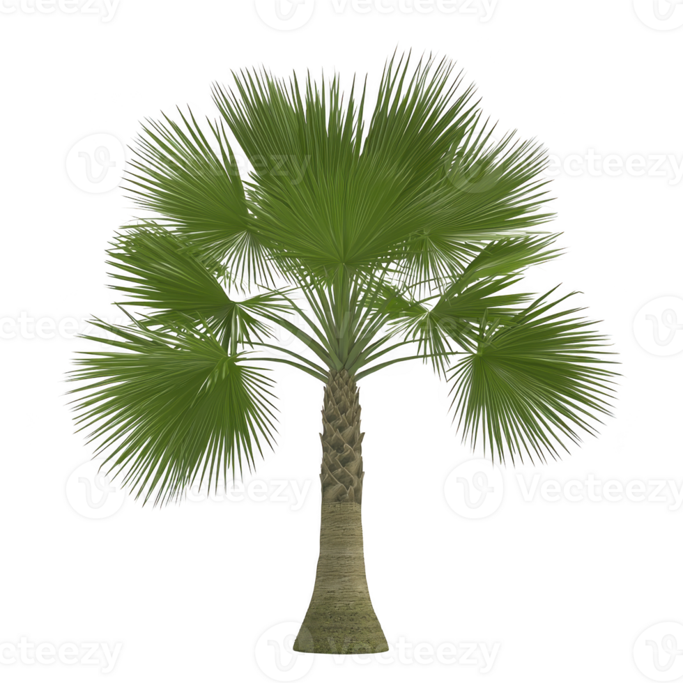 Lush green palm tree with fan shaped leaves and textured trunk stands tall, evoking tropical and serene atmosphere. vibrant foliage and sturdy trunk create sense of tranquility png