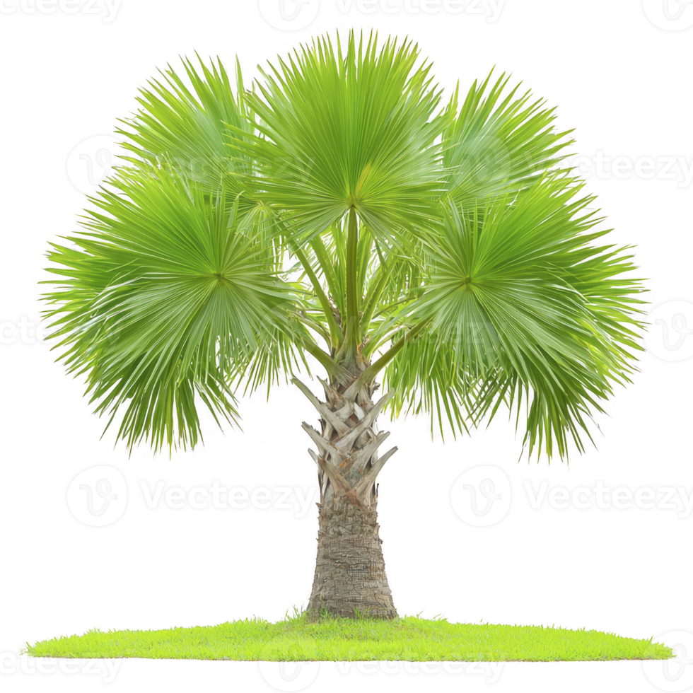 Vibrant green palm tree with fan shaped leaves stands on patch of lush grass, evoking tropical and serene atmosphere png