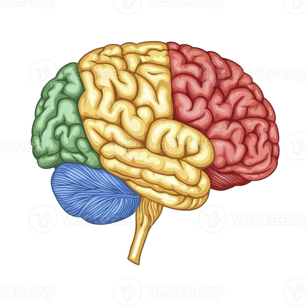 Colorful illustration of human brain, highlighting different regions in red, yellow, green, and blue, symbolizing various functions and areas of brain png