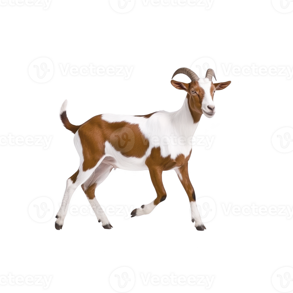 Lively brown and white goat with curved horns stands on transparent background, showcasing its playful nature. goat distinct markings and confident stance make it captivating subject png