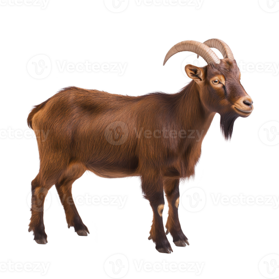 Brown goat with curved horns stands on transparency background, showcasing its textured fur and alert expression. goat stance is calm and natural, highlighting its features png