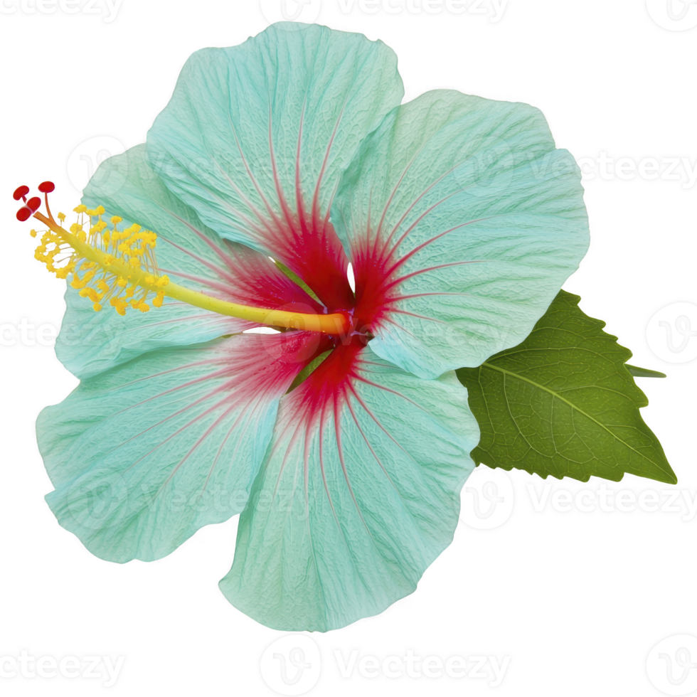 Vibrant turquoise hibiscus flower with striking red center and lush green leaves, showcasing nature beauty and elegance. Perfect for tropical themes and floral designs png