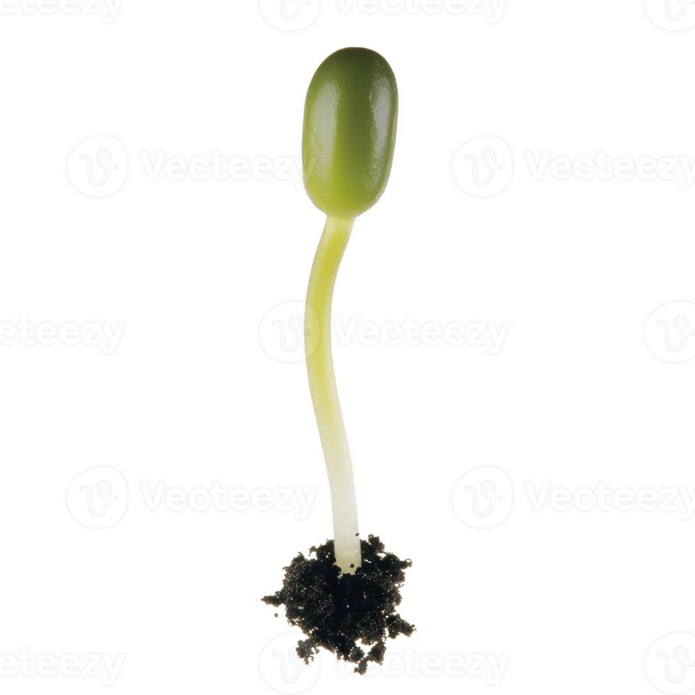 Young green seedling with slender stem and small roots emerges from soil, symbolizing new beginnings and growth. vibrant green color conveys freshness and vitality png