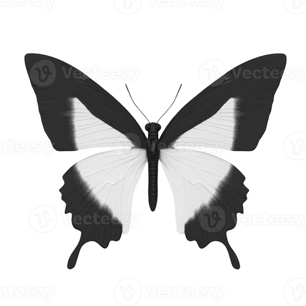 Black and white butterfly with symmetrical wings is depicted, showcasing minimalist and elegant design. butterfly wings have striking contrast, enhancing its visual appeal png
