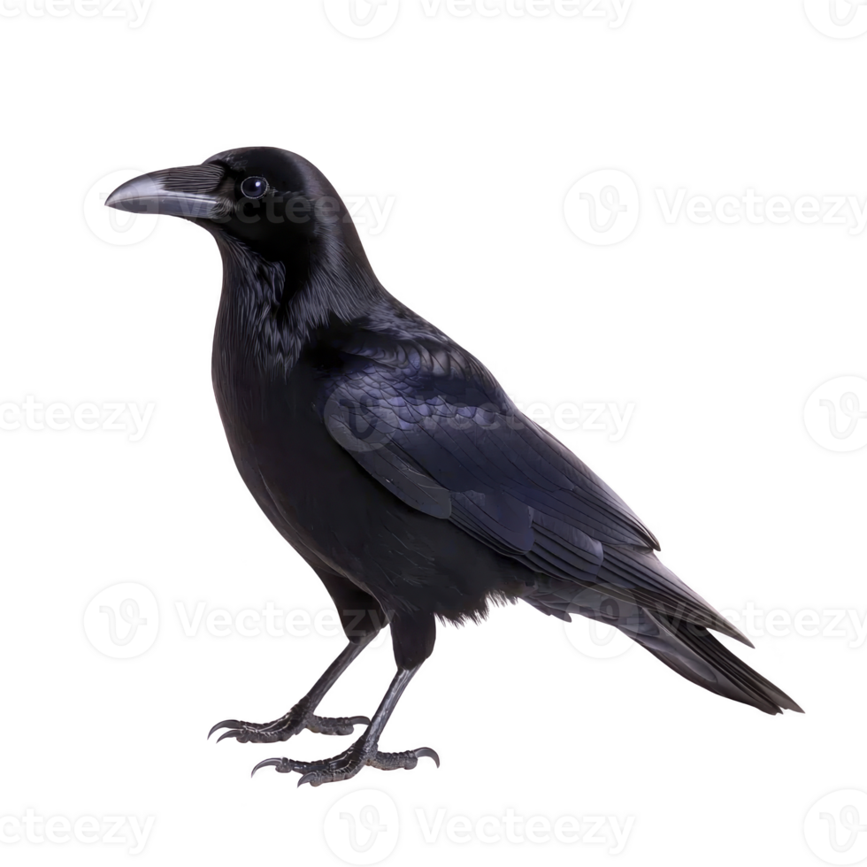 Black crow stands with glossy feathers, showcasing its sleek and mysterious appearance. bird sharp beak and intelligent eyes are prominent, adding to its enigmatic aura png