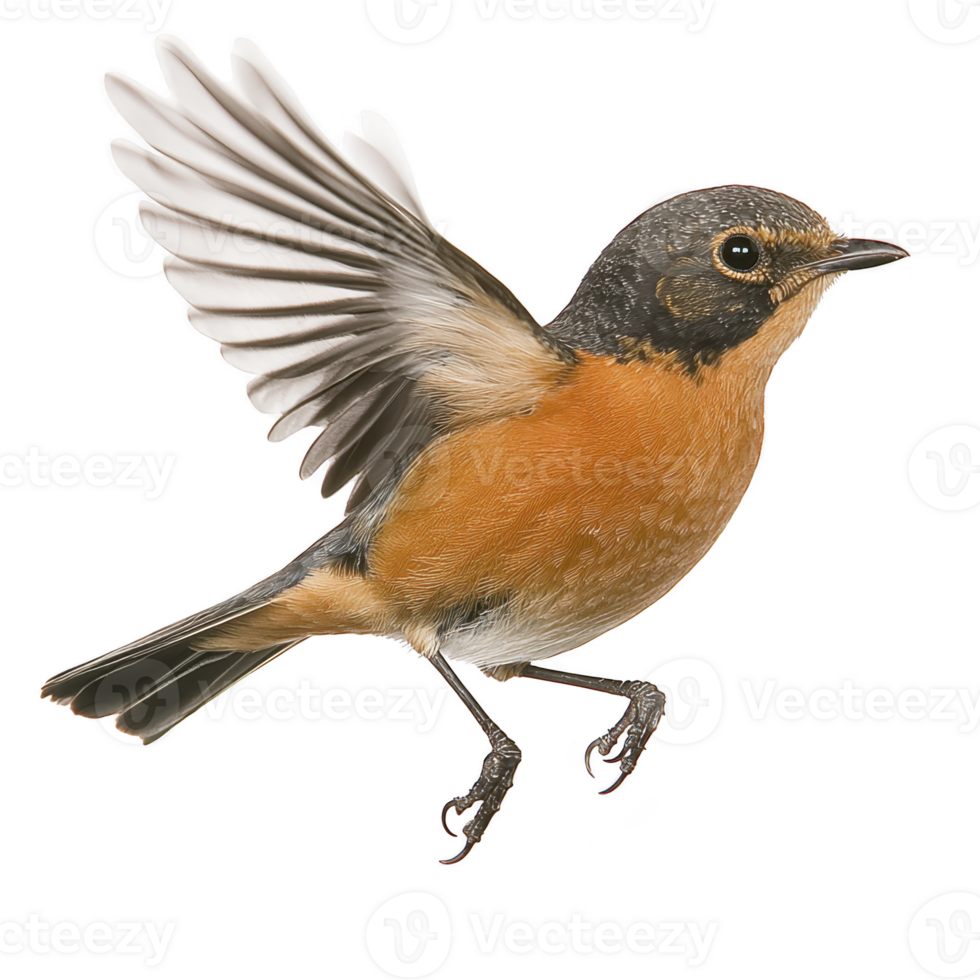 Small bird with orange and brown plumage is captured mid flight, showcasing its detailed feathers and expressive eyes. wings are spread wide, highlighting bird agility png