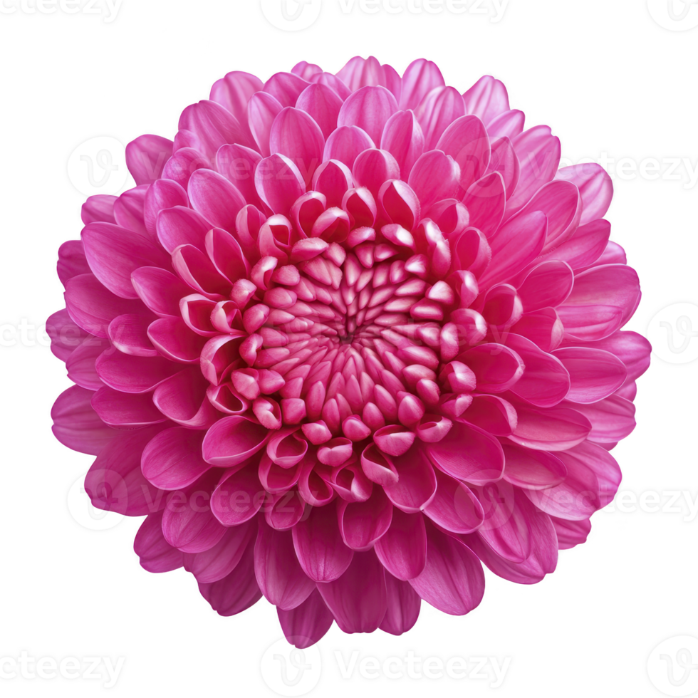 Vibrant pink chrysanthemum flower with layered petals radiating from center, showcasing its intricate and symmetrical design. bloom is isolated on transparency background png