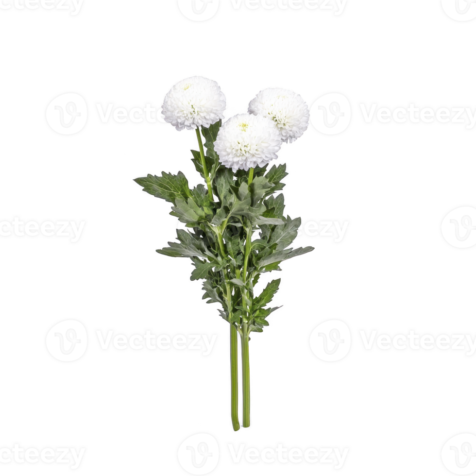 Bouquet of three white chrysanthemum flowers with lush green leaves, isolated on transparency background, showcasing their delicate petals and vibrant foliage png