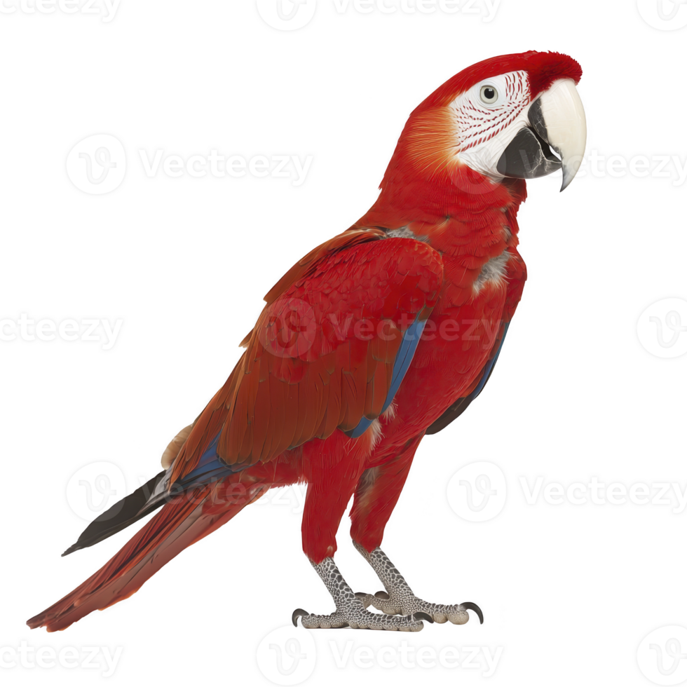 Vibrant red parrot with striking blue and green feathers stands gracefully, showcasing its colorful plumage and distinctive white facial markings. parrot curious gaze adds lively touch png