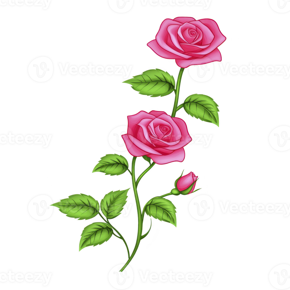 Digital illustration of two blooming pink roses with green leaves on stem, showcasing vibrant colors and intricate details, perfect for floral designs png