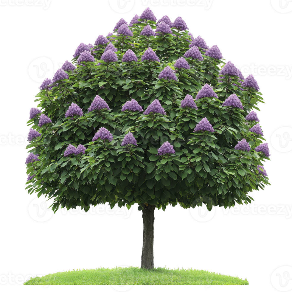Lush tree with vibrant purple flowers stands on patch of green grass, showcasing full canopy and sturdy trunk. blossoms create striking contrast against rich green leaves png