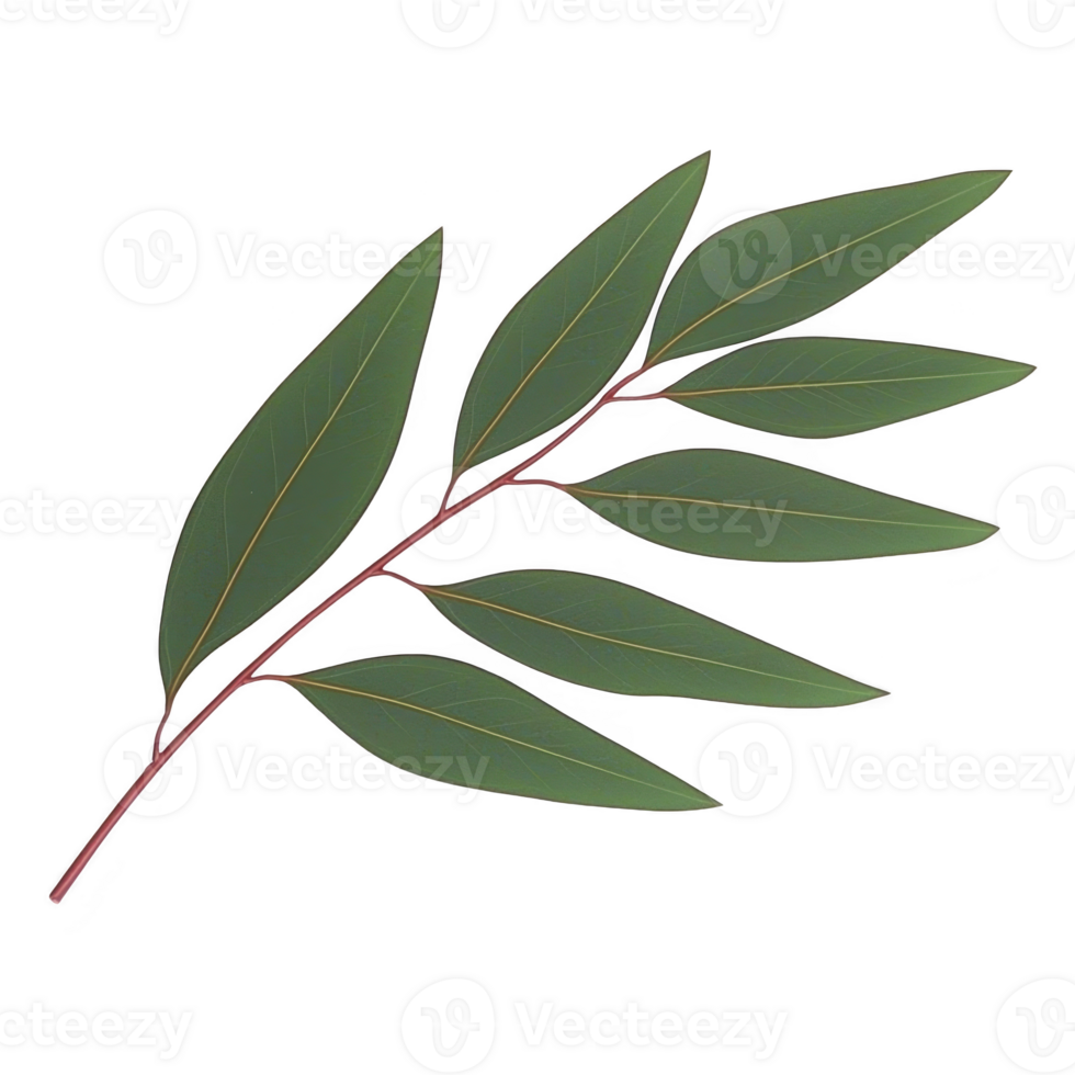 Single eucalyptus branch with elongated green leaves and reddish stem, isolated on transparency background. leaves are smooth and arranged alternately, showcasing natural and fresh appearance png