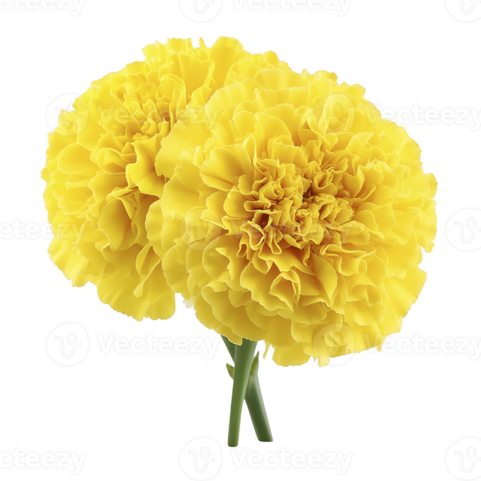 Two vibrant yellow marigold flowers with lush petals are displayed against transparency background, showcasing their intricate texture and bright color png