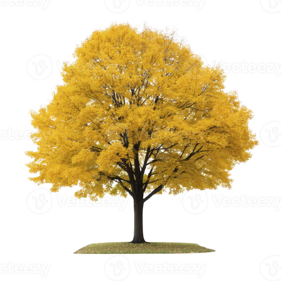 Vibrant tree with bright yellow leaves stands alone, showcasing beauty of autumn. lush foliage creates striking contrast against dark trunk, evoking sense of tranquility png