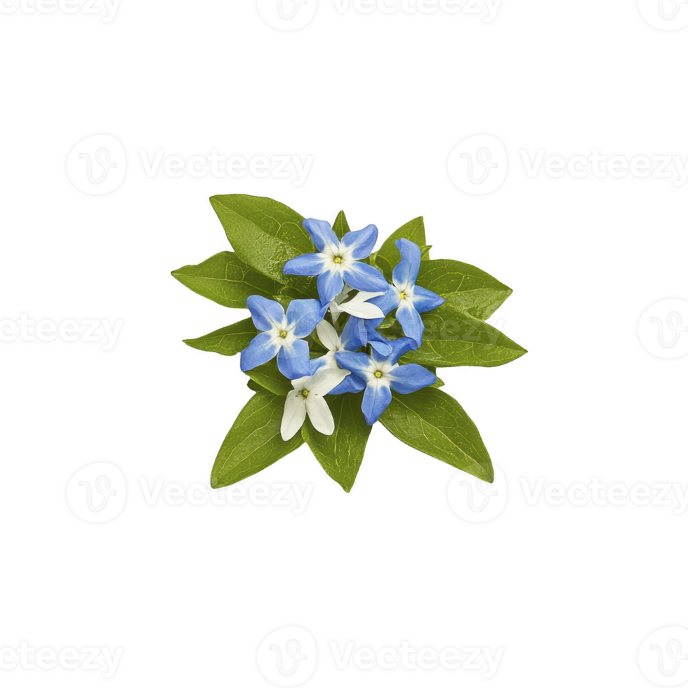 Cluster of delicate blue and white flowers with vibrant green leaves creates striking contrast against plain background, showcasing nature beauty png