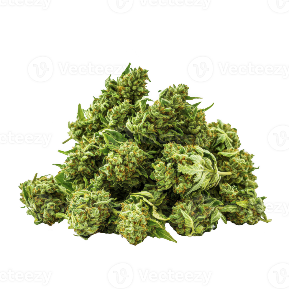 Pile of dried cannabis buds is displayed, showcasing their green color and intricate texture. buds are dense and covered with small leaves, highlighting their natural appearance png