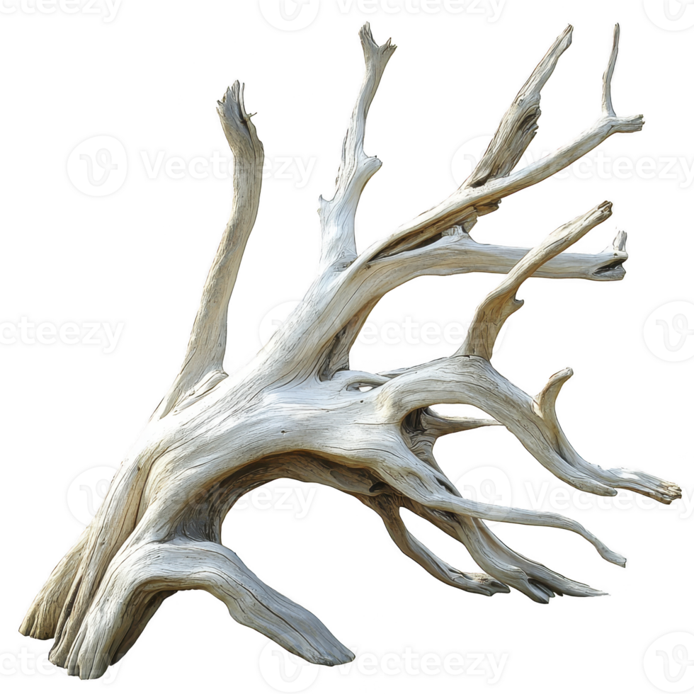 Weathered, bleached driftwood branch with intricate, twisting shapes and smooth texture, isolated on transparency background, evokes sense of natural beauty and coastal charm png