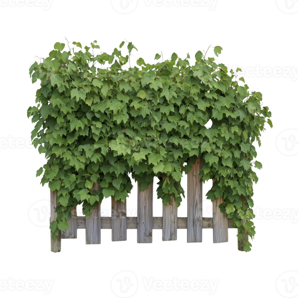 Lush green vine with dense foliage climbs over rustic wooden fence, creating natural and vibrant garden feature. leaves are abundant and healthy, adding touch of nature to structure png