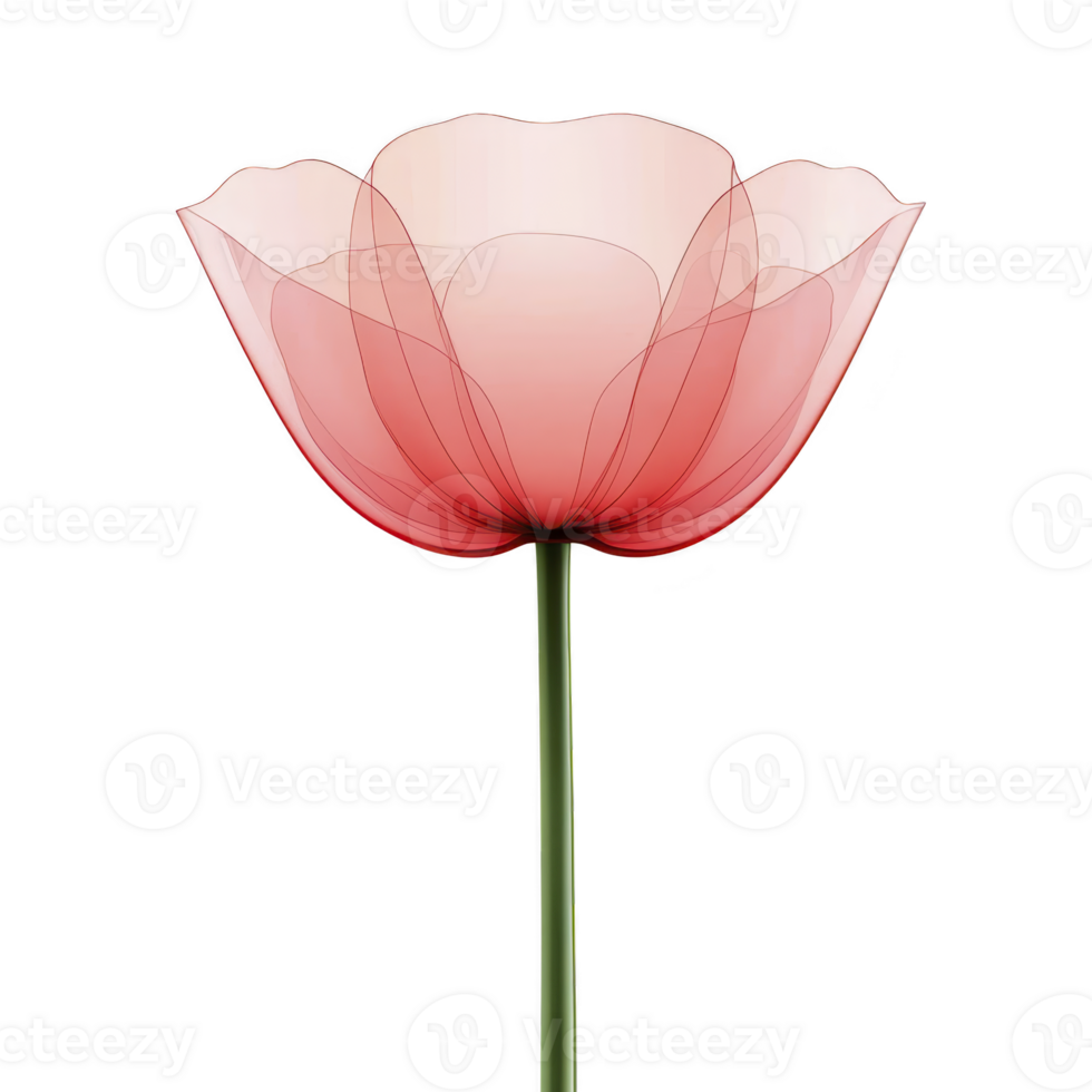 Delicate, translucent pink flower with layered petals and slender green stem, resembling poppy, is depicted against transparency background, showcasing its elegant simplicity png