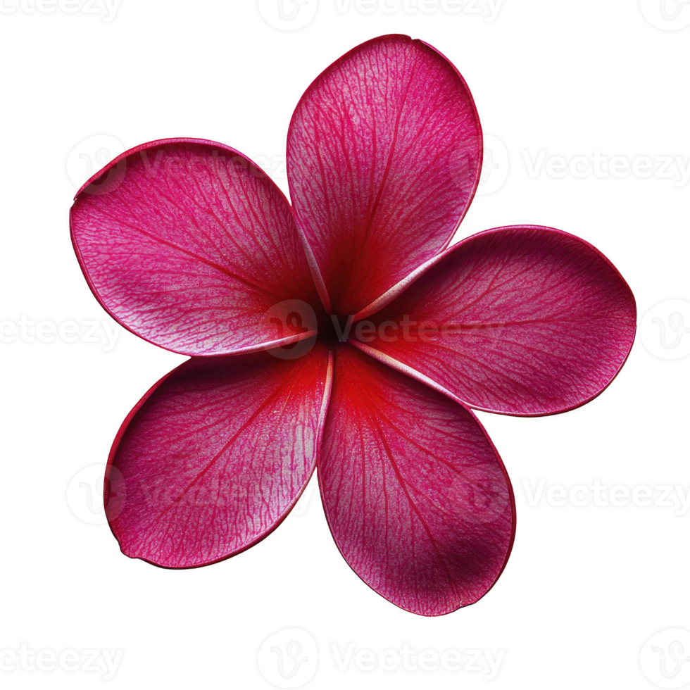 Vibrant pink plumeria flower with five petals, showcasing intricate vein patterns and gradient of colors from deep pink to red. flower is isolated on transparency background png