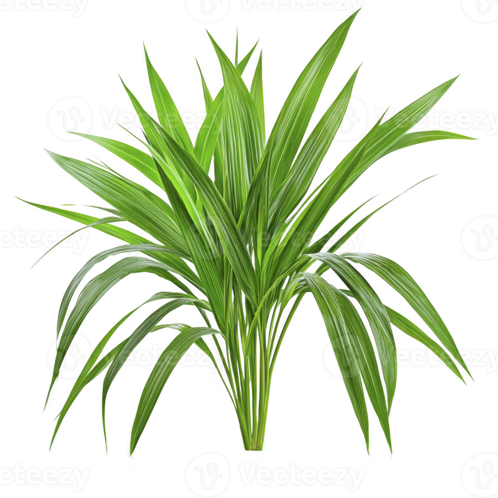 Lush green tropical plant with long, slender leaves radiating from center, creating vibrant and fresh appearance. plant vivid color and elegant form evoke sense of tranquility png