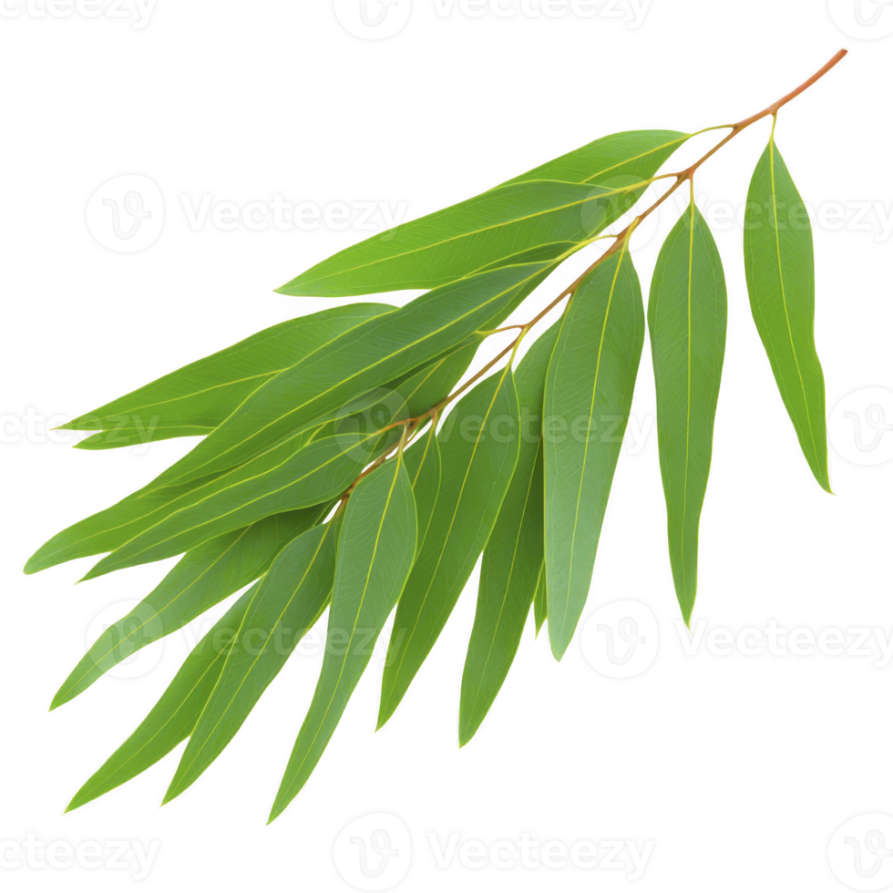 Branch of fresh green eucalyptus leaves with natural, vibrant appearance. elongated leaves are arranged in overlapping pattern, showcasing their smooth texture and vivid color png