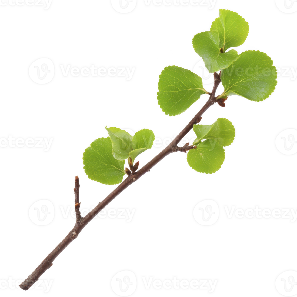 Small branch with fresh green leaves is isolated on transparency background, showcasing vibrant color and natural texture of foliage png