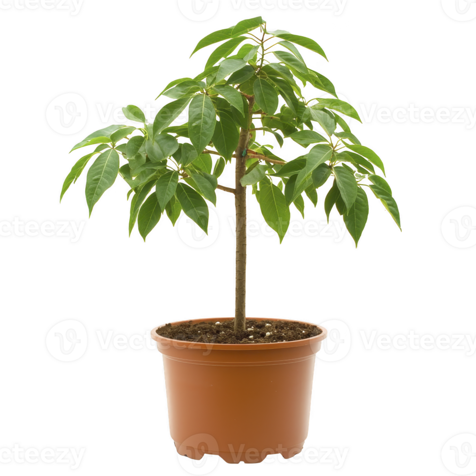 Young potted tree with lush green leaves in brown pot, isolated on transparency background. plant appears healthy and vibrant, ideal for indoor or outdoor decoration png