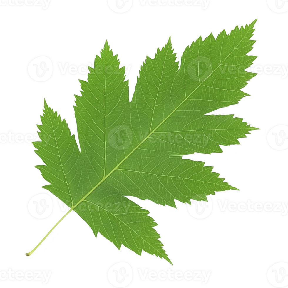 Vibrant green leaf with serrated edges and symmetrical shape, showcasing nature intricate design. leaf texture and color highlight its freshness and vitality png