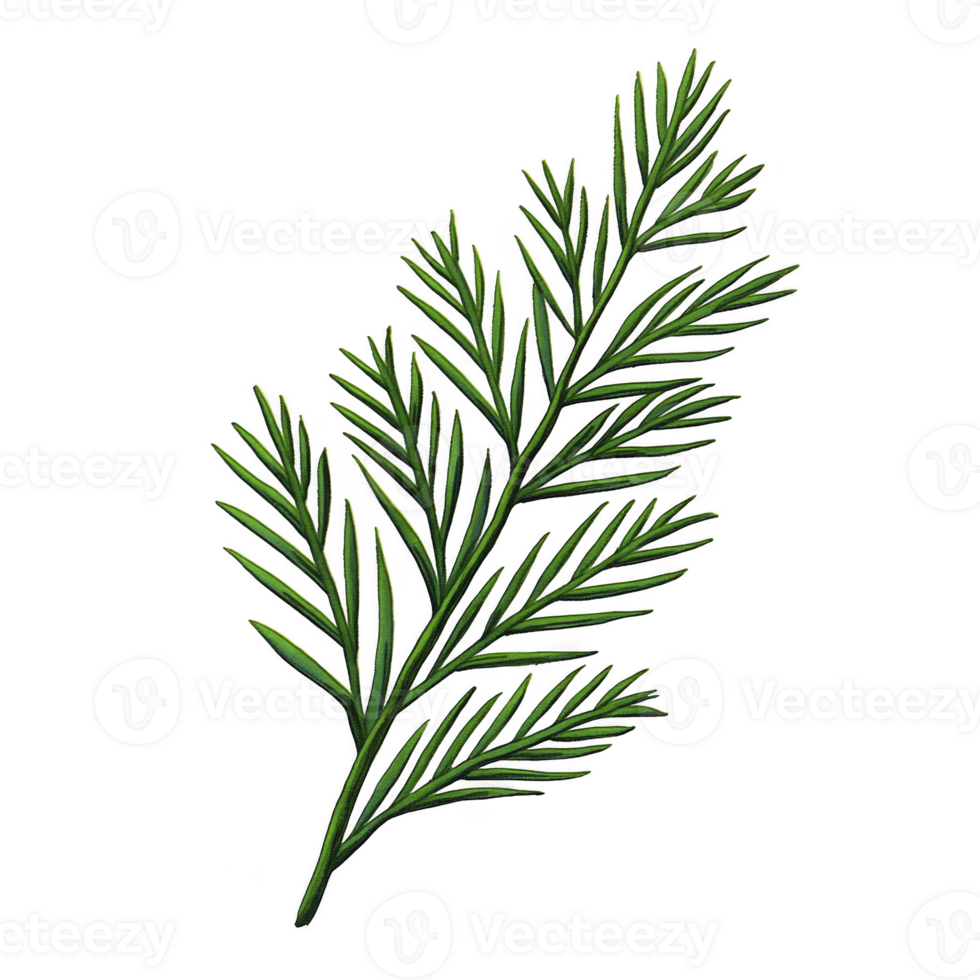 Detailed illustration of green pine branch with needle like leaves, showcasing its natural texture and vibrant color. branch is isolated on transparency background png