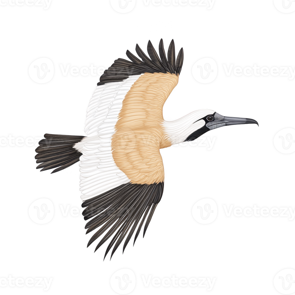 Detailed illustration of bird in flight, showcasing its intricate feather patterns and colors. bird wings are spread wide, highlighting contrast between its black, white, and brown plumage png