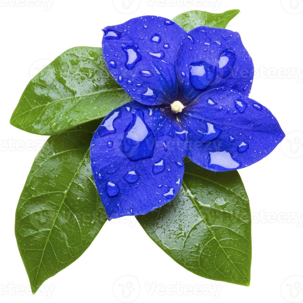 Vibrant blue flower with water droplets rests on lush green leaves, creating fresh and natural look. vivid colors and dewdrops evoke sense of tranquility and beauty png