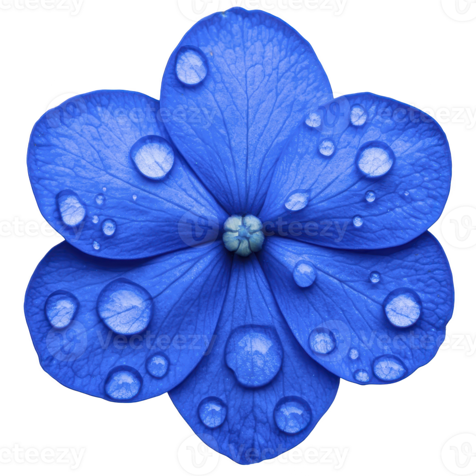 Vibrant blue flower with delicate petals is adorned with glistening water droplets, creating fresh and serene appearance. close up view highlights intricate texture and natural beauty png