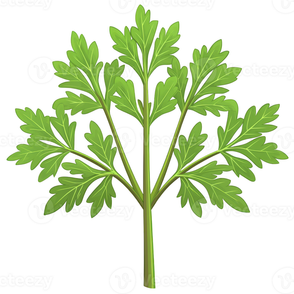 Vibrant illustration of parsley sprig with lush green leaves, showcasing its fresh and aromatic qualities. detailed depiction highlights herb culinary appeal png