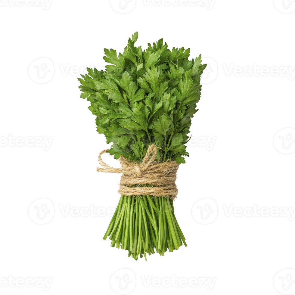 Fresh bundle of green parsley tied with twine, showcasing vibrant leaves and stems, isolated on transparency background. Perfect for culinary use and garnishing png